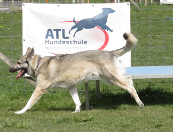 Willkommen in der ATL Hundeschule Hünenberg<br>Welcome to the ATL Dog School